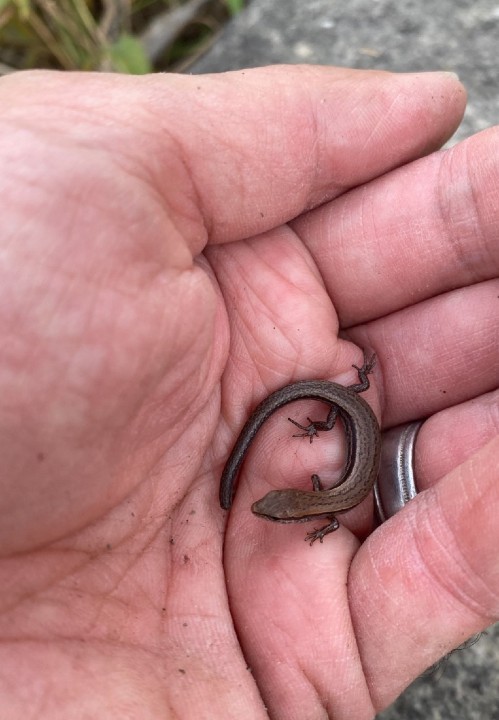  Ground Skink